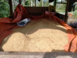 Petani di Sabang Kesulitan Pasca Panen, Distanpangan Usulkan Mesin Penggiling Padi