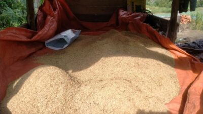 Petani di Sabang Kesulitan Pasca Panen, Distanpangan Usulkan Mesin Penggiling Padi