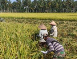 Dua Kecamatan Mulai Panen Padi di Aceh Besar