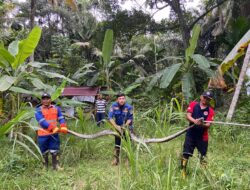 Damkar BPBD Aceh Besar Evakuasi Ular Piton Panjang 3,5 meter di Gampong Lambarih Jurong Raya