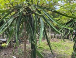 Budidaya Buah Naga, Peluang Usaha Menjanjikan di Sabang