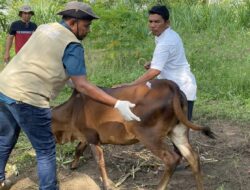 Cegah PMK, Distan Aceh Besar Vaksinasi 25 Ekor Ternak di Baitussalam 