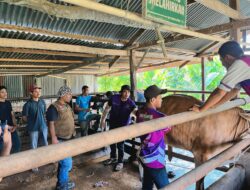 Dinas Pertanian Aceh Besar Gelar Vaksinasi Massal PMK