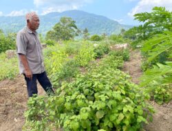 Budidaya Nilam Jadi Peluang Ekonomi Baru bagi Warga Sabang