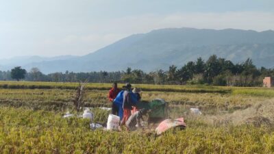 Petani Aceh Besar Keluhkan Harga Gabah Anjlok, Bulog Aceh Turun Lapangan