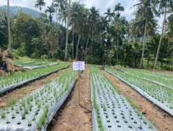 Budidaya Bawang Merah di Sabang, Petani Raup Untung Belasan Juta Rupiah