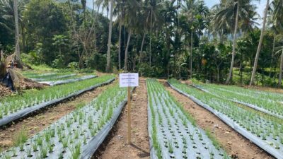 Budidaya Bawang Merah di Sabang, Petani Raup Untung Belasan Juta Rupiah