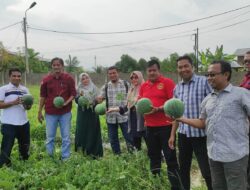 Ketahanan Pangan di Gampong Lambaro Skep, Panen Raya Semangka