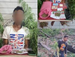 Tanam Ganja di Kebun Nilam, Warga Kluet Timur Diamankan Polres Aceh Selatan