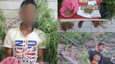 Tanam Ganja di Kebun Nilam, Warga Kluet Timur Diamankan Polres Aceh Selatan