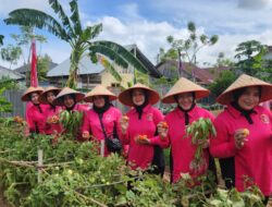Kebun Sayur-Mayur di Gampong Deah Baro Jadi Pekarangan Pangan Lestari Binaan Bhayangkari Cabang Kota Banda Aceh