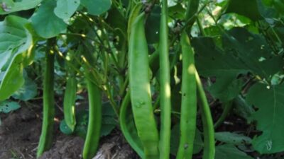 Distan Aceh Besar Ajak Petani untuk Budidaya Kacang Koro Pedang