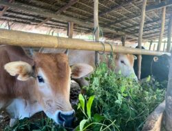 DKPP Lhokseumawe, Pastikan Daging Ternak Sapi Aman Dikonsumsi