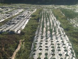 Dukung Ketahanan Pangan, Warga Manfaatkan Lahan Tidur Tanam Bawang Merah