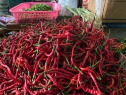 Harga Cabai Merah di Sabang Tembus Rp75.000 perkilogram