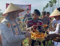Kapolres Nagan Raya Laksanakan Panen Raya Jagung Serentak Tahap I