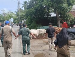 Satpol PP dan WH Aceh Besar Tangkap Sembilan Ekor Sapi Liar di Darul Imarah