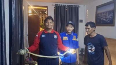 Petugas Damkar BPBD Aceh Besar Evakuasi Ular Dari Rumah Warga di Lhoknga
