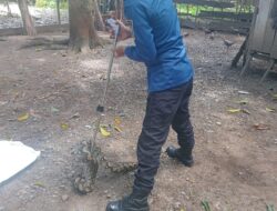 Respons Cepat BPBD Aceh Besar, Evakuasi Ular Piton di Kandang Ayam Warga Lhoong