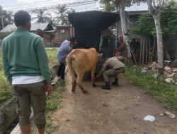 Satpol PP dan WH Aceh Besar Kembali Tangkap Dua Ekor Sapi Berkeliaran di Jalan Umum
