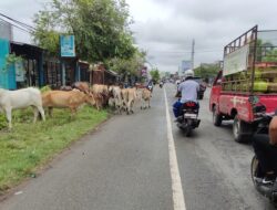 Hewan Ternak Sapi Berkeliaran, Ancam Pengendara di Jalan Cut Nyak Dhien