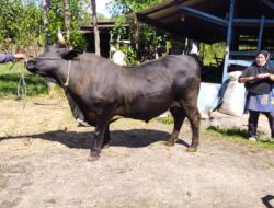Sapi Kurban Prabowo di Takengon Berbobot Capai 705 Kilogram