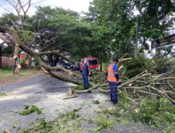 Hujan Disertai Angin Pohon Tumbang, Lalu Lintas Macet di Aceh Besar