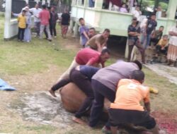 Tradisi Arisan Kurban, Perkuat Silaturahmi Masyarakat Ujung Blang