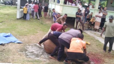 Tradisi Arisan Kurban, Perkuat Silaturahmi Masyarakat Ujung Blang