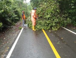 Empat Titik Pohon Tumbang, Ganggu Akses Menuju ke Tugu KM 0 Sabang