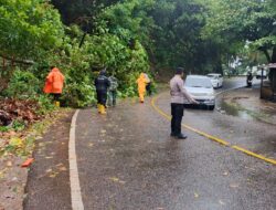 Polres Aceh Selatan Tangani Dua Lokasi Pohon Tumbang di Jalan Nasional