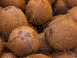 Harga Kelapa Tua di Sabang Bertahan Stabil