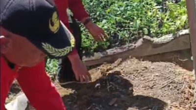 Penyemaian Bibit Tembakau di Atu Lintang, Harapan Baru Bersama Surya Grup