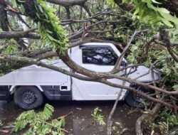 Mobil Milik Eks WNA Tertimpa Pohon Tumbang di Sabang