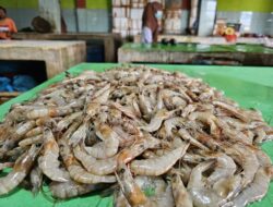 Harga Ikan Naik Tajam di Sabang, Udang Jadi Primadona