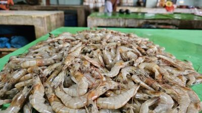 Harga Ikan Naik Tajam di Sabang, Udang Jadi Primadona
