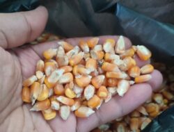 Harga Gabah dan Jagung di Takengon Naik
