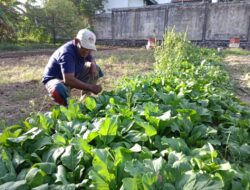 Kisah Petani Sayuran di Leu-Ue Siap Dukung Ketahanan Pangan, Tapi Masih Butuh Perhatian