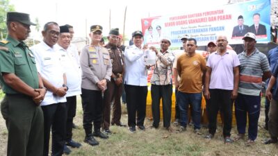 Kelompok Tani Tambak CIUSAHA Pidie Jaya Terima Bantuan Benur Udang dari Pemkab