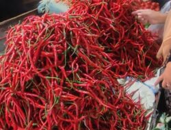 Harga Cabai Semakin Pedas di Pasar Takengon, Capai Rp70.000 Perkilogram
