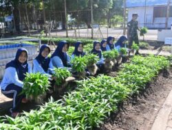 Lanud MUS Kembangkan Budidaya Kangkung di Lahan Produktif