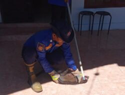 Musang Masuk Rumah, Damkar Aceh Besar Respond Cepat Lakukan Evakuasi 