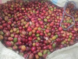 Harga Kopi di Aceh Tengah Melonjak, Petani Sumringah