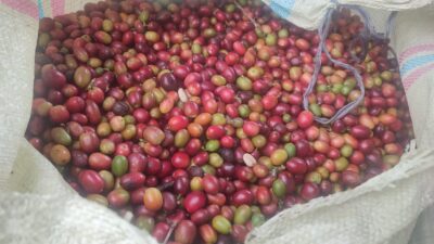 Harga Kopi di Aceh Tengah Melonjak, Petani Sumringah