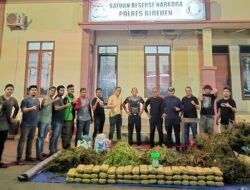 Polres Bireuen Ungkap Kasus Narkotika, Satu Pelaku dan 154 Kg Ganja Diamankan