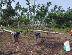 Dukung Ketahanan Pangan, 62 Petani Sabang Tanam Padi Gogo