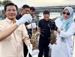 Dipasarkan ke Jakarta dan Bali, Ketua DPRK Banda Aceh Panen Lobster di Ulee Lheue
