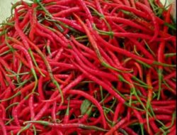 Harga Cabai Merah di Aceh Tengah Turun Drastis