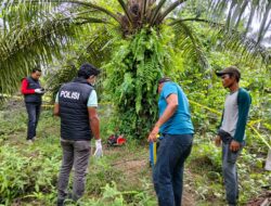 Warga Subulussalam Digemparkan Penemuan Mayat Pria di Areal Perkebunan Kelapa Sawit