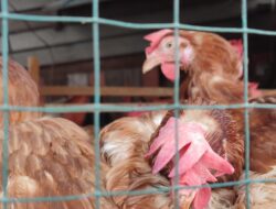 Harga Kebutuhan Pokok di Sejumlah Pasar Takengon Fluktuatif